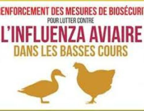 Risque élevé pour l’Influenza aviaire, mesures obligatoires